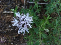 Monardella odoratissima pallida