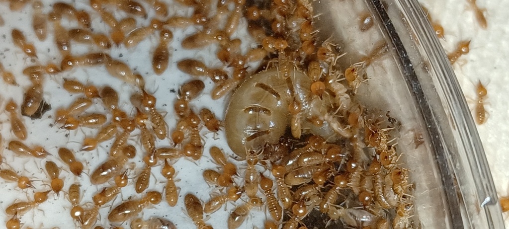 Nasutitermes mauritianus