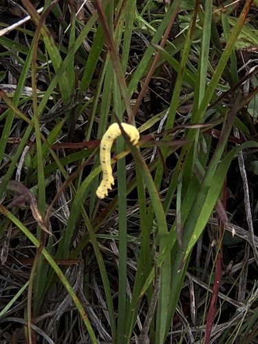 Chain-dotted Geometer photo 3