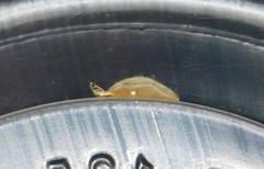 Acrocercops chrysophylli