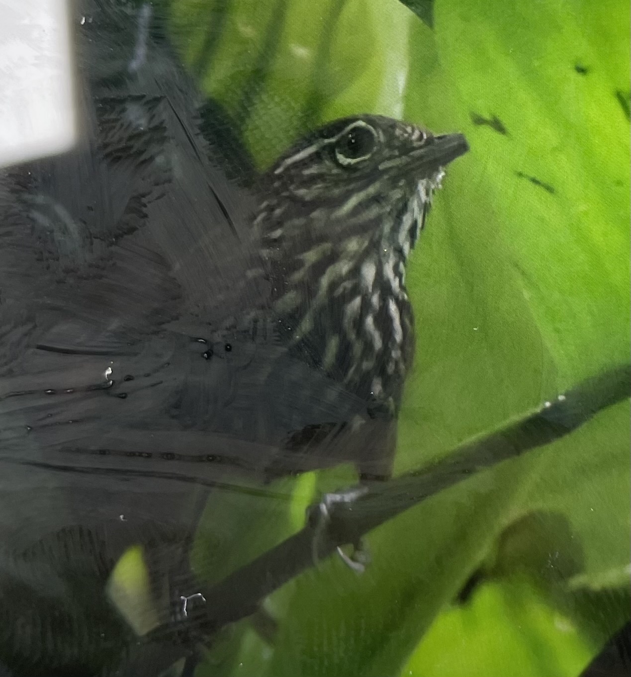 Stripe-breasted Wren (Cantorchilus thoracicus), photo 5