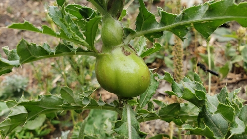Thistle Stem Gall Fly photo 4
