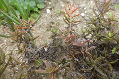 Crassula cymosa