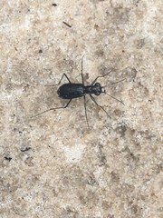 Cicindela abdominalis