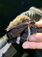 Myotis volans