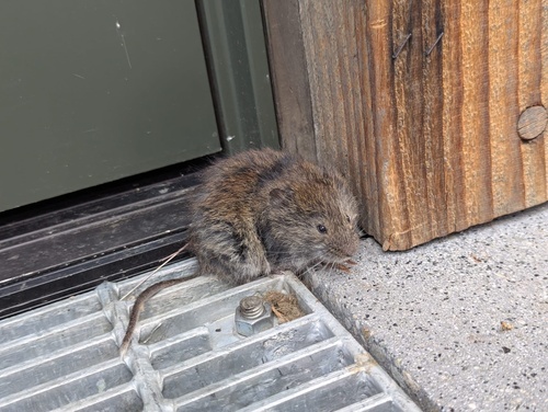 Microtus longicaudus, 2024-07-22