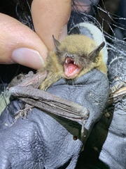 Myotis volans