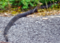 Masticophis flagellum flagellum