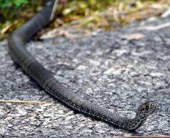 Masticophis flagellum flagellum