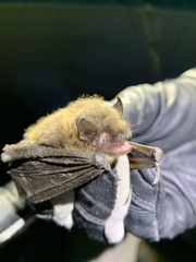 Myotis volans