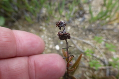 Crassula cymosa