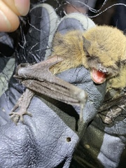 Myotis volans
