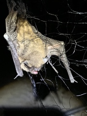 Myotis volans