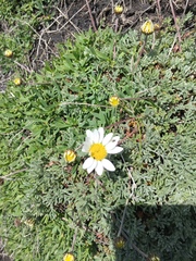Anthemis aetnensis