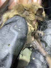 Myotis volans