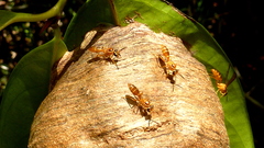 Angiopolybia