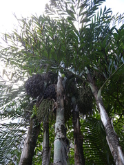 Caryota maxima