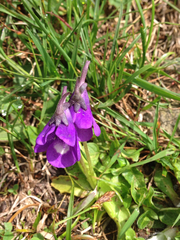 Pinguicula leptoceras