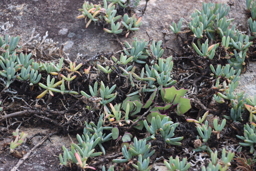 Remote Brightfig (Lampranthus fugitans)