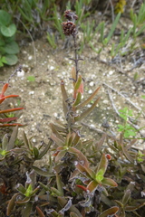Crassula cymosa