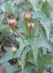 Calystegia purpurata