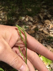Carex arctata