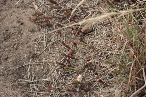 Image of Crassula ericoides by (c) Tony Rebelo, some rights reserved (CC BY-SA)