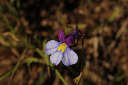 Brother Oneye (Monopsis decipiens)
