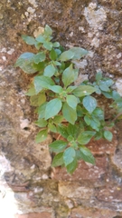 Parietaria judaica