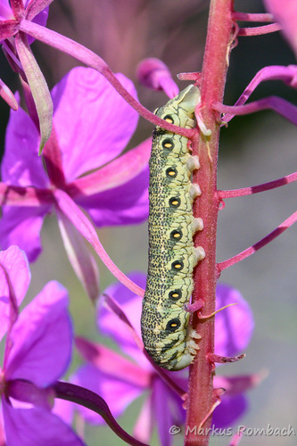 Proserpinus proserpina