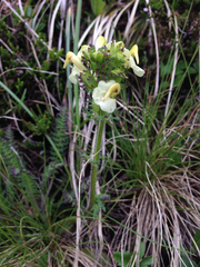 Pedicularis tuberosa