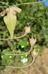Calystegia purpurata
