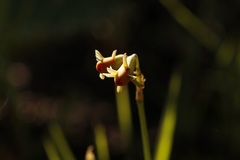 Wild Garlic (Tulbaghia acutiloba)