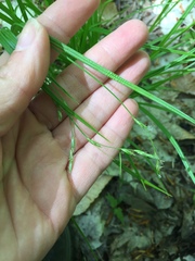 Carex deweyana