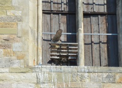 Falco peregrinus