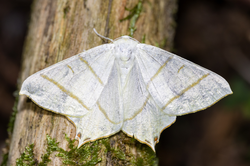 Swallow-tailed Moth