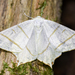 Ourapteryx sambucaria - Photo (c) Manuel Raab, μερικά δικαιώματα διατηρούνται (CC BY-NC), uploaded by Manuel Raab