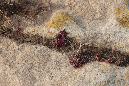 Delosperma vinaceum