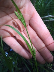 Carex leptonervia