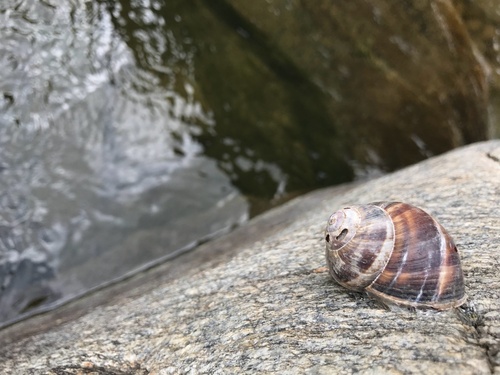 Turkish Snail