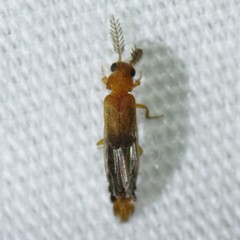 Distremocephalus opaculus