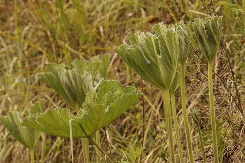 Image of Knowltonia fanninii by (c) Karen Eichholz, some rights reserved (CC BY)