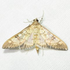 Mimorista subcostalis