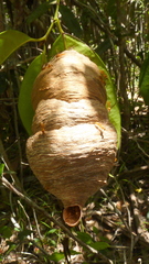 Angiopolybia