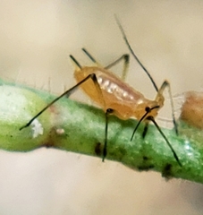 Macrosiphum gaurae