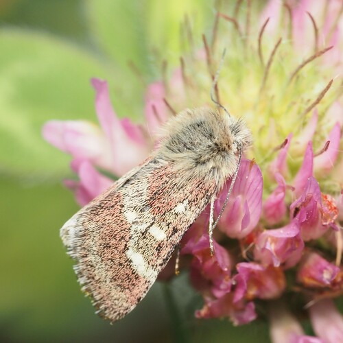 White-spotted Midget photo 4