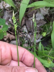 Carex communis
