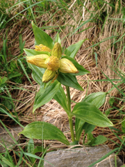 Gentiana punctata