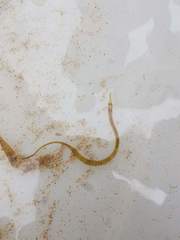 Syngnathus rostellatus