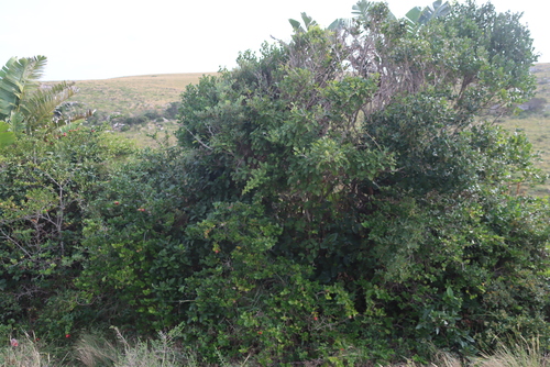 Image of Lauridia tetragona by (c) Tony Rebelo, some rights reserved (CC BY-SA)